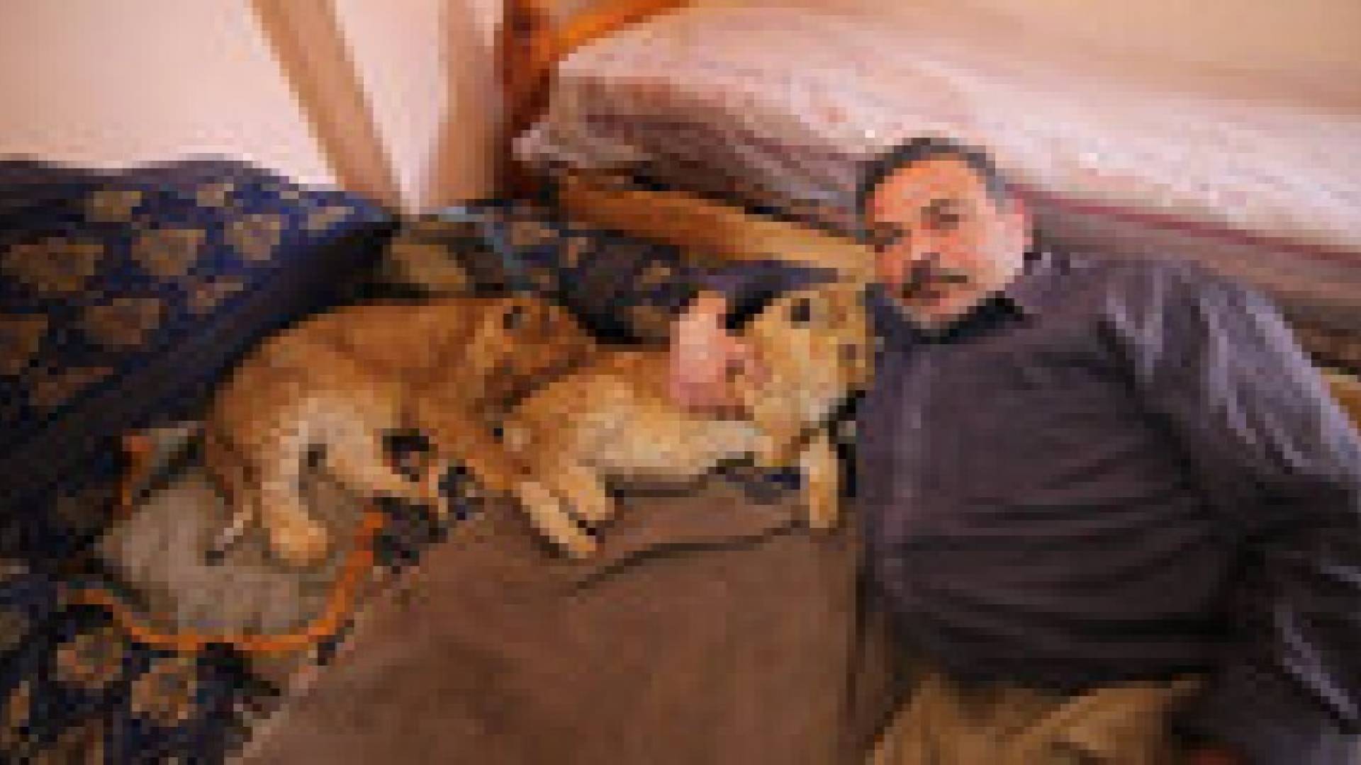 فلسطيني يربي شبلي أسد في منزله جنوبي غزة.. صور