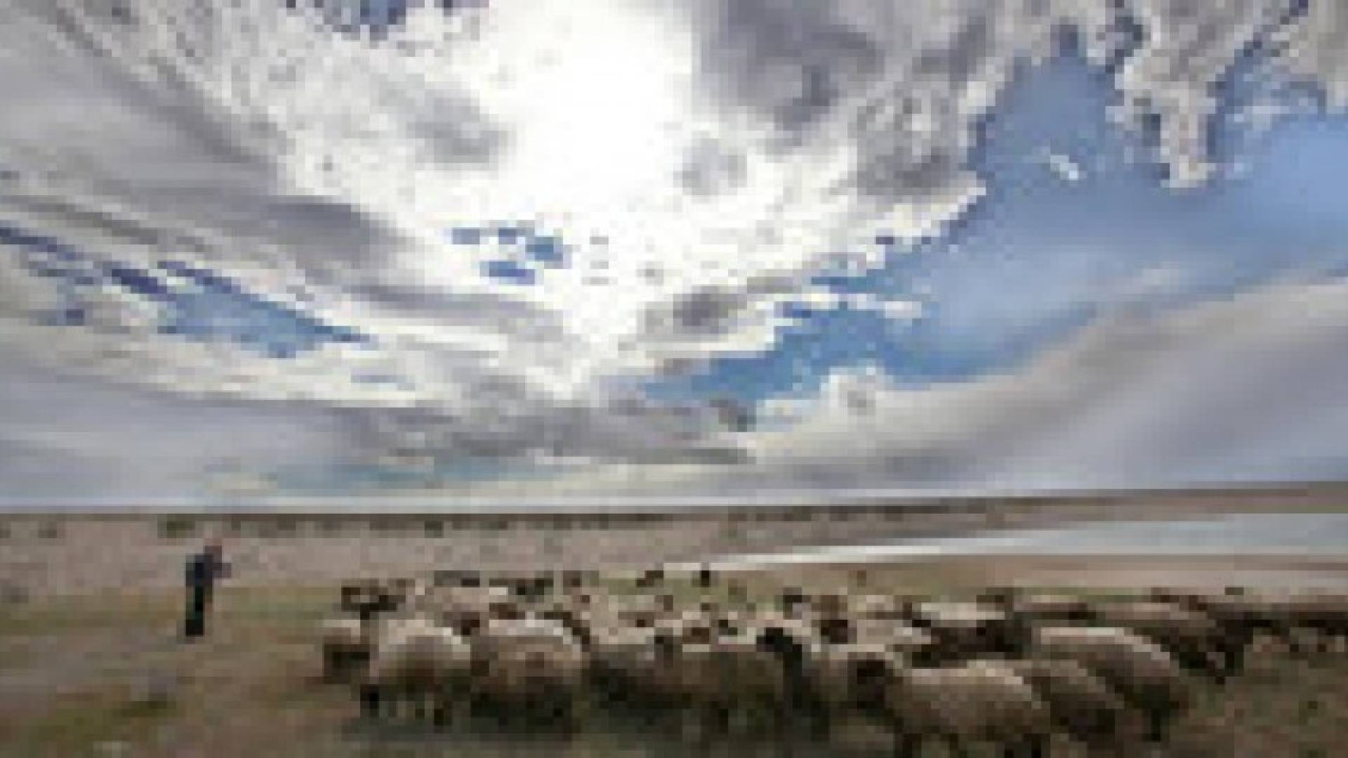 تصدير 30 ألف خروف لاسواق الخليج خلال عشرة ايام