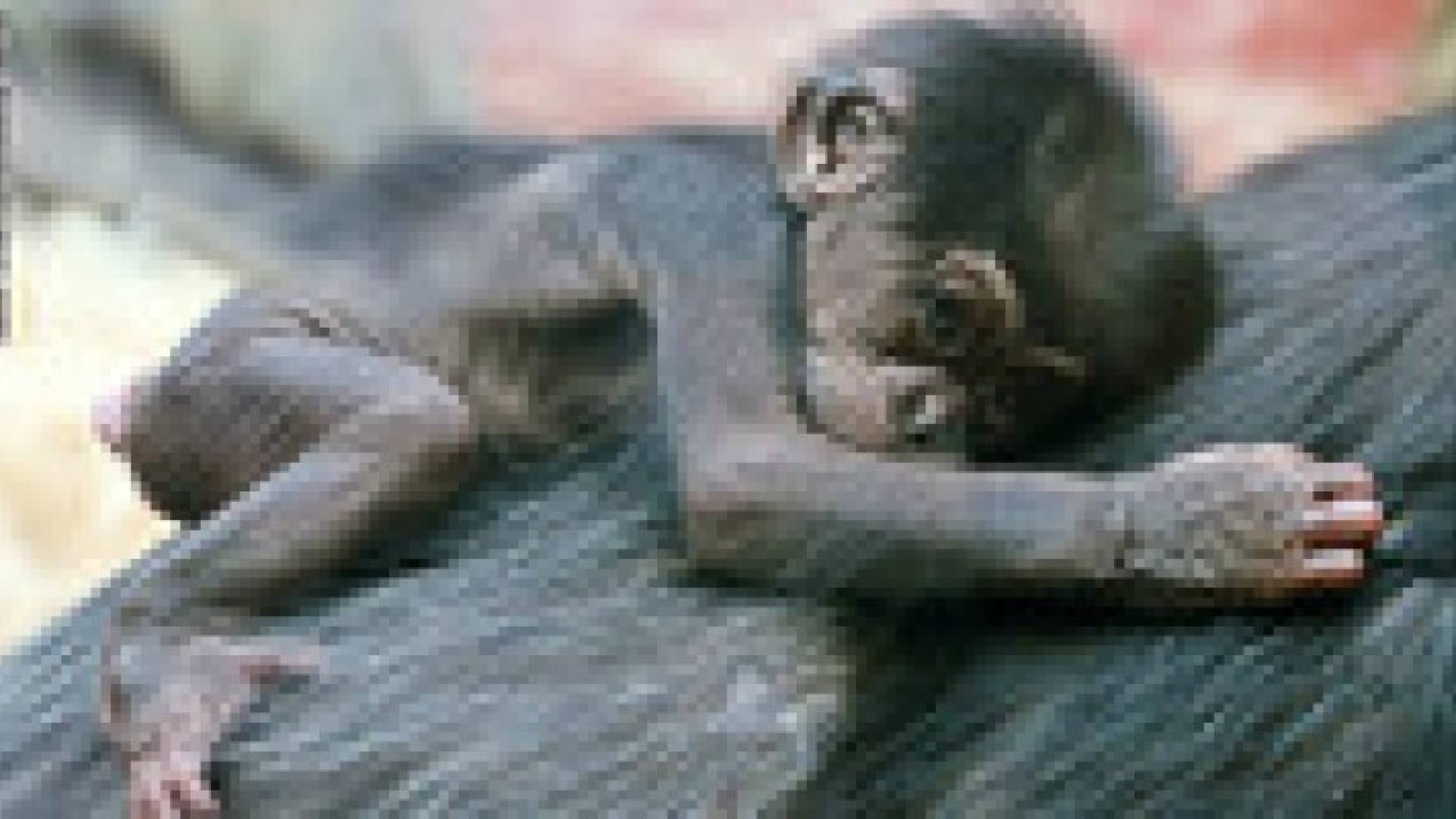 في عيد الأم: الأمومة ليست حكرا على البشر.. صور