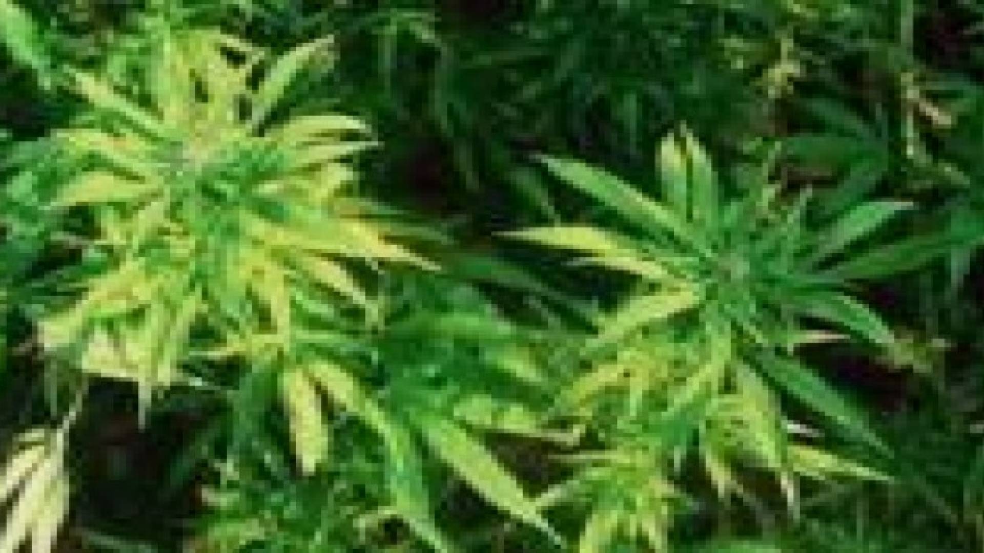 ضبظ 150 شتلة ماريجوانا في الاغوار الجنوبية