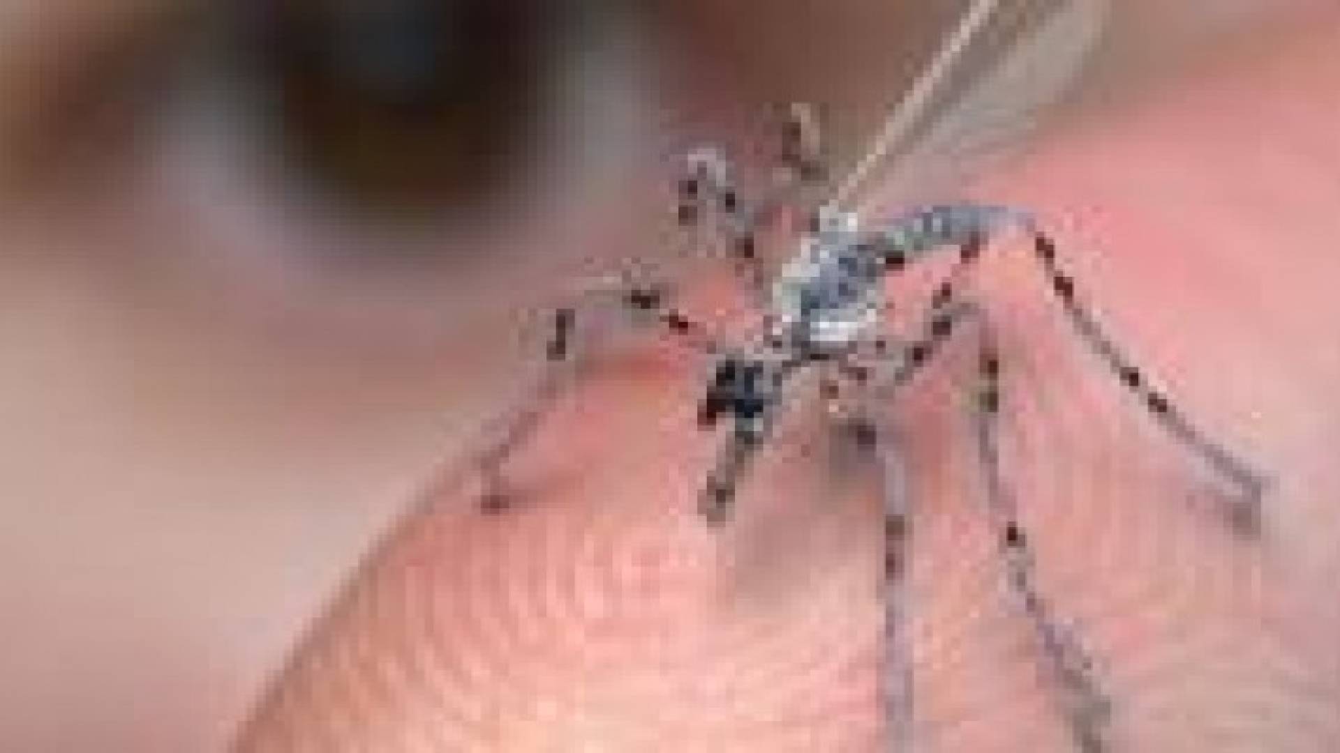 "الحشرات الالكترونية".. جيش إسرائيلي جديد ضد حماس