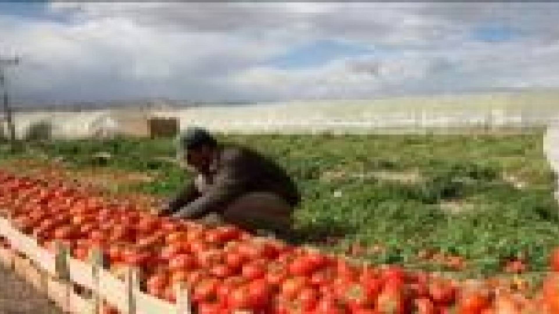 اتحاد المزارعين يطالب بفتح الحدود العراقية لتصدير الخضار