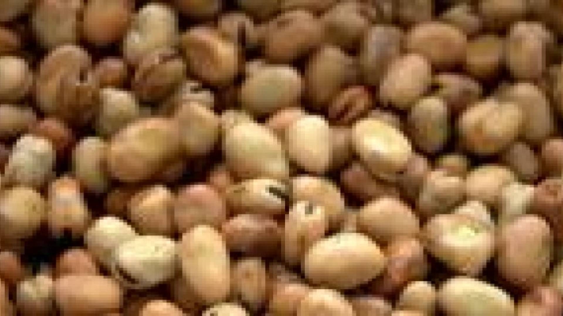 باحثون ينجحون في استنباط 30 صنفا جديدا من الفول