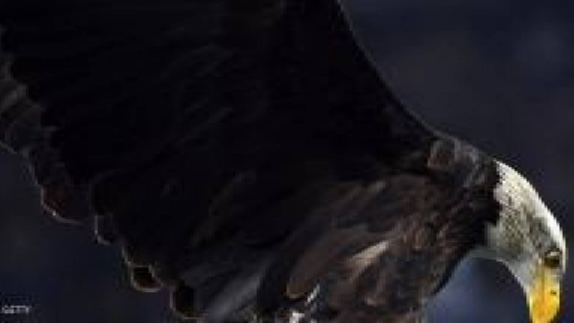 للمرة الأولى بيض النسر الأصلع على الهواء مباشرة