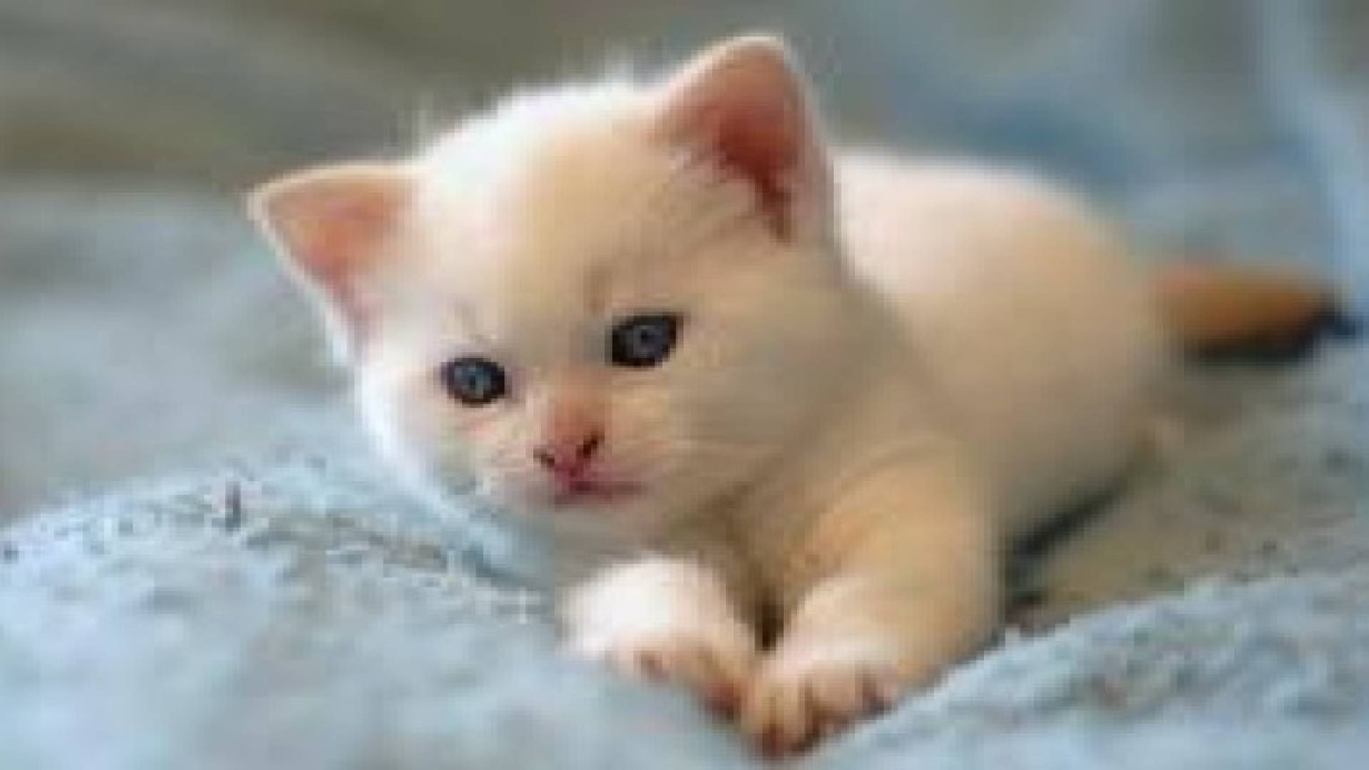 قطة تتسبب في تسرب إشعاعي في ولاية أميركية