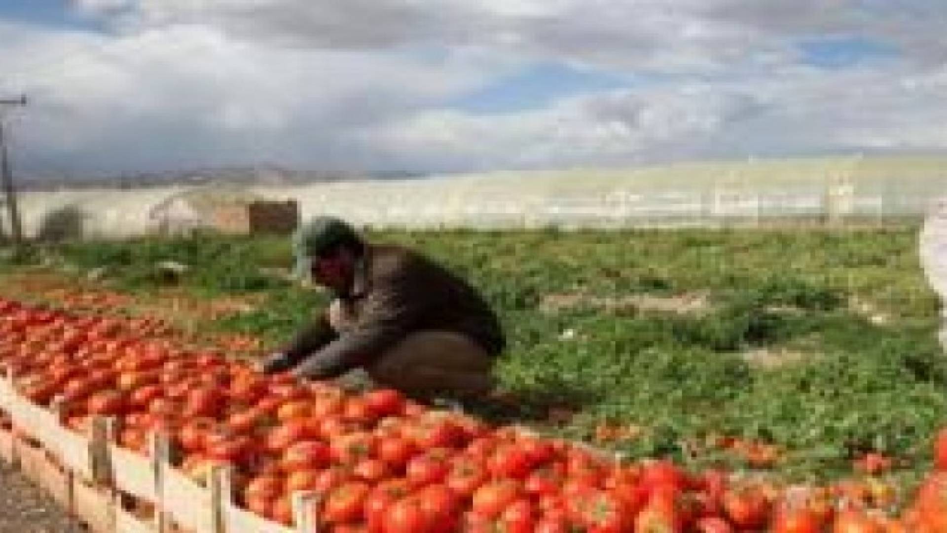 استمرار حركة التصدير الى سوريا