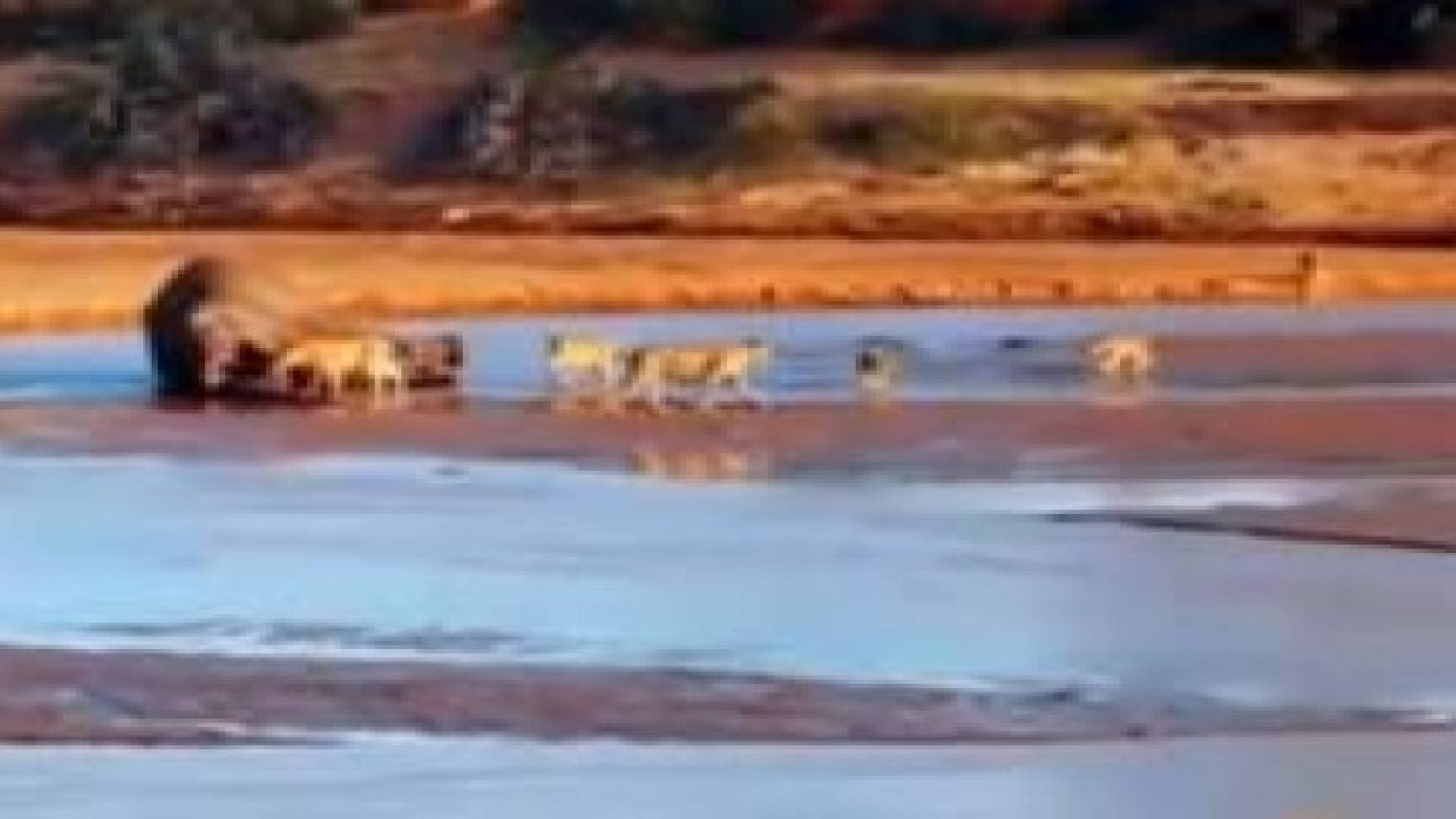 فيديو.. تمساح يطيح بـ3 أسود