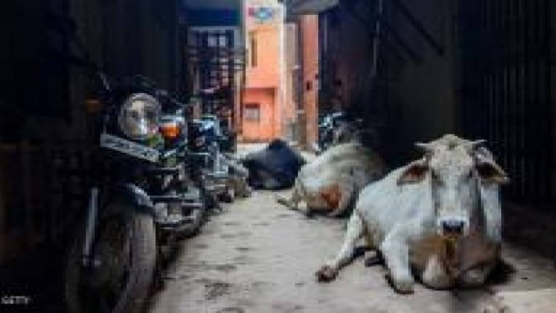 في الهند.. تناول لحم الأبقار "محظور"