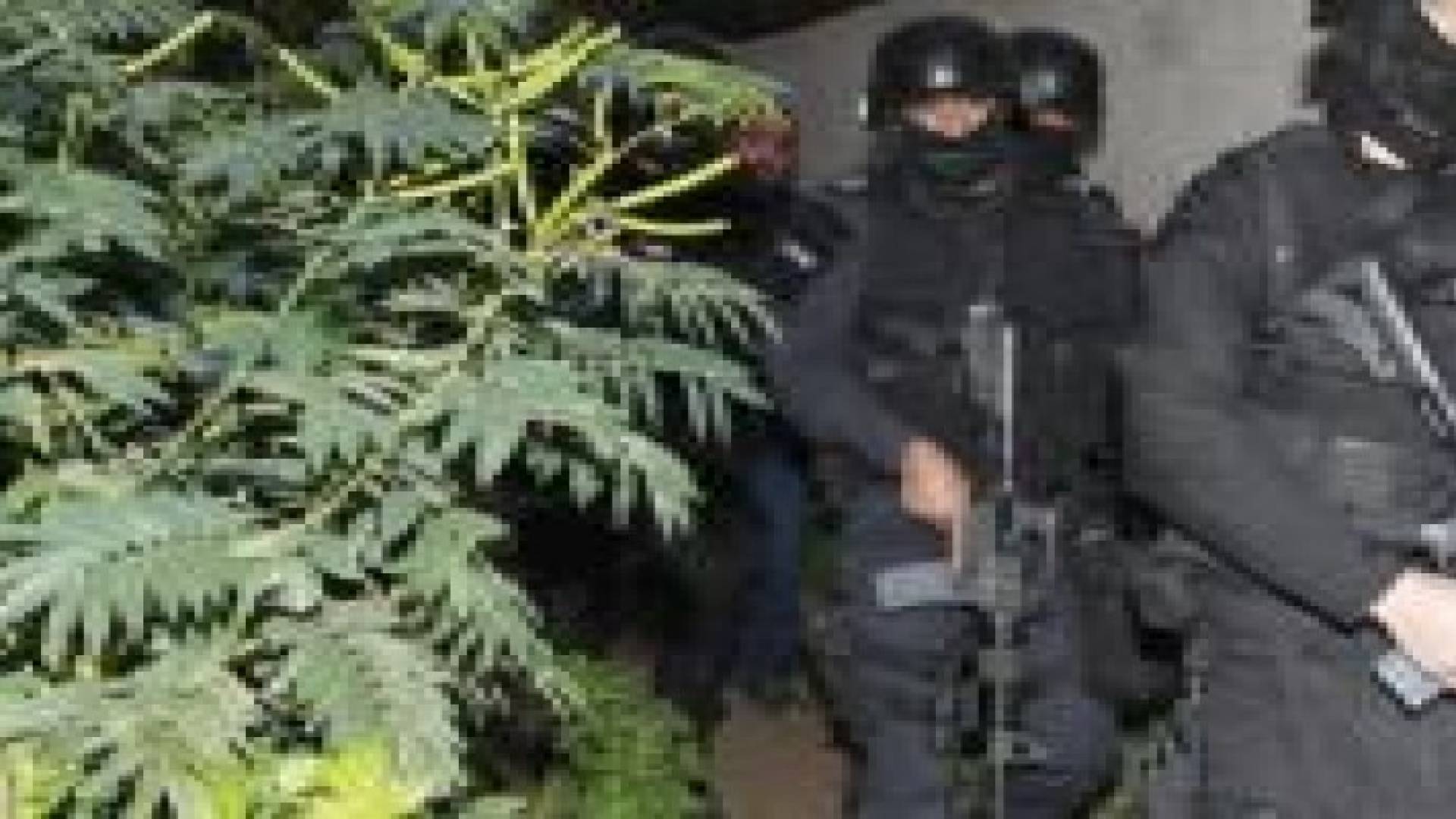 ضبط 40 كيلو ماريجوانا في حملة أمنية بلواء الشونة الجنوبية