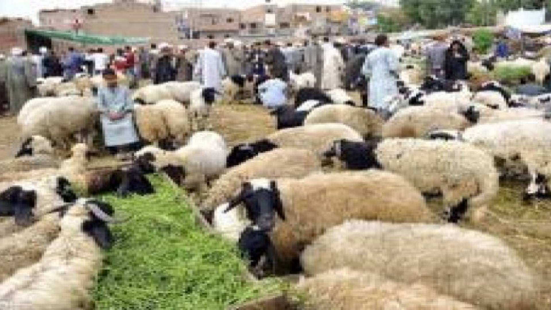 "الفاو" : 2 مليار دولار سنويا خسائر طاعون الأغنام في العالم