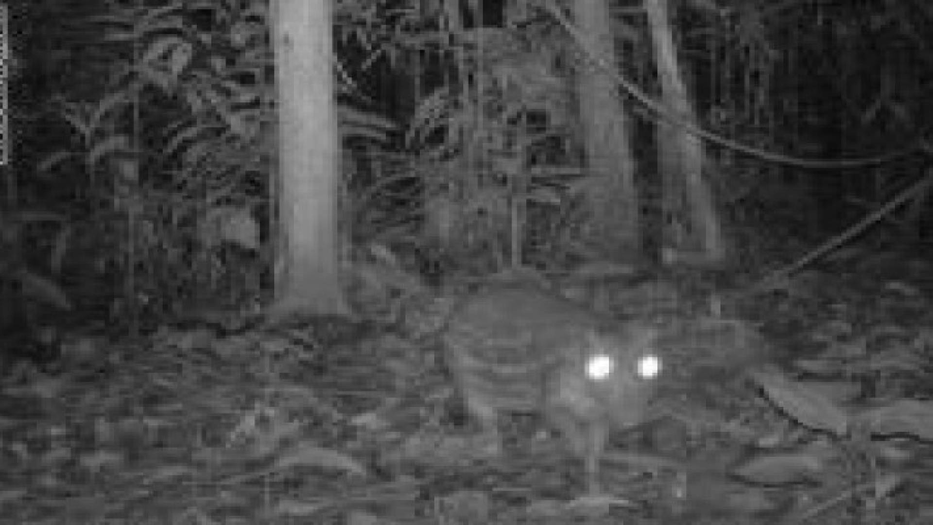 بتأكيد العلم.. الحيوانات تتنبأ بالزلازل