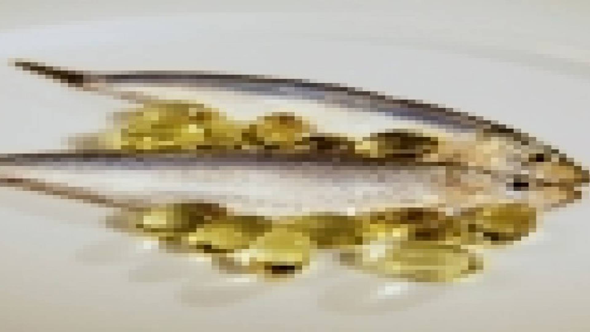 زيت السمك يؤثر في العلاج الكيميائي لمرضى السرطان