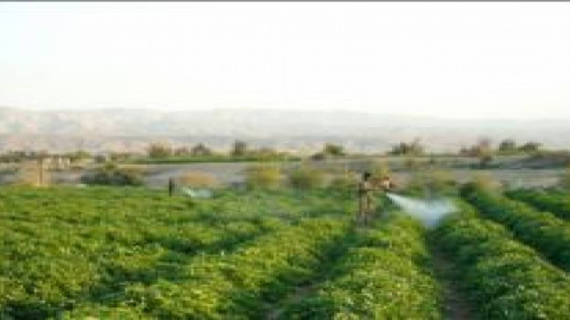 مزارعو وادي الأردن يطالبون بمنع وصول الخنازير إلى مناطقهم