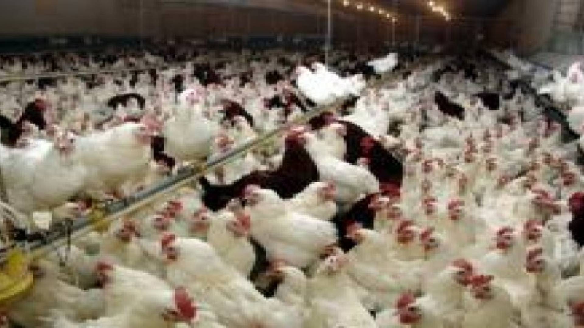 انخفاض اسعار الدواجن بنسبة 25 %