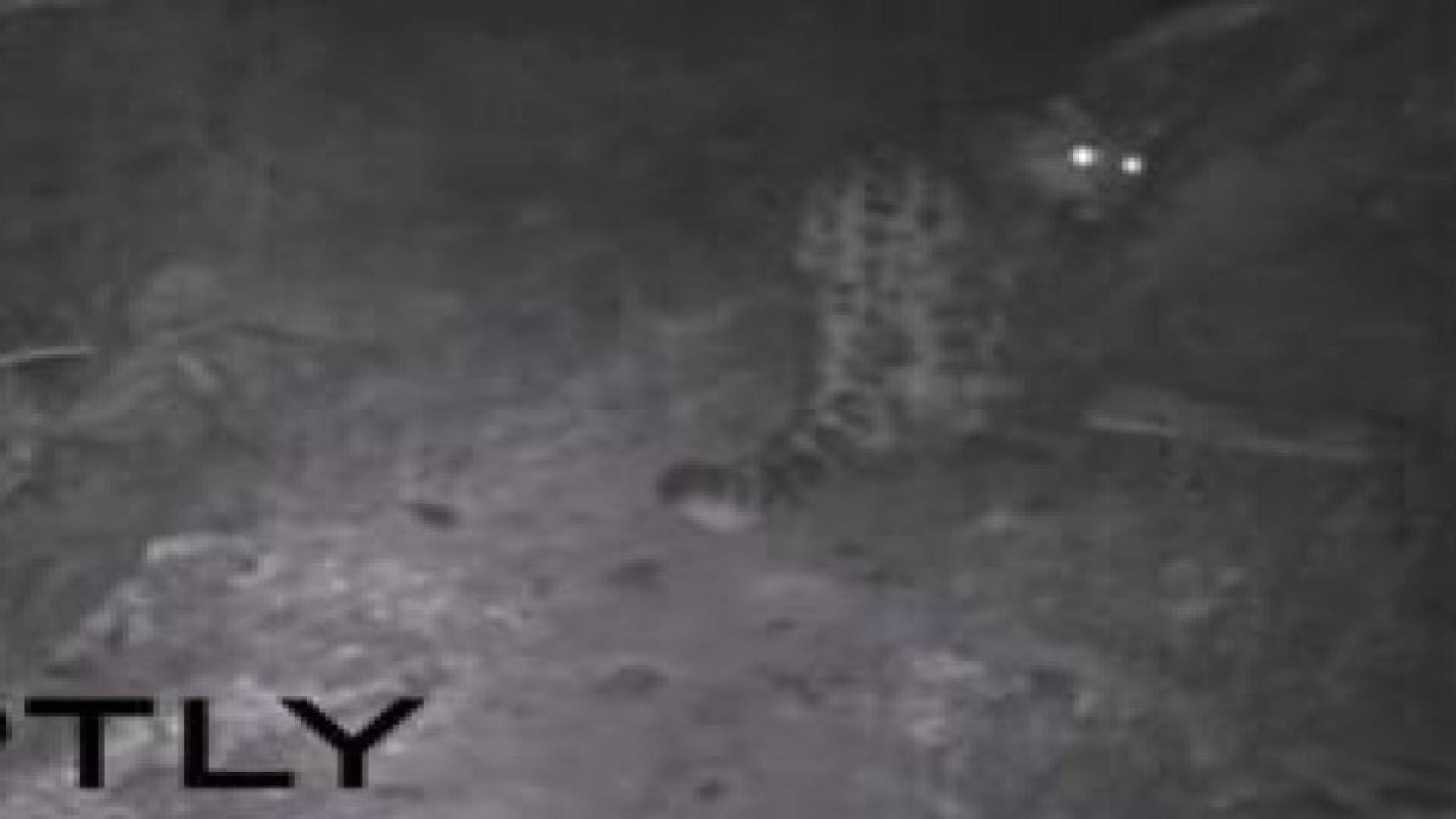 روسيا: صور نادرة للفهد الجليدي المهدد بالإنقراض..فيديو