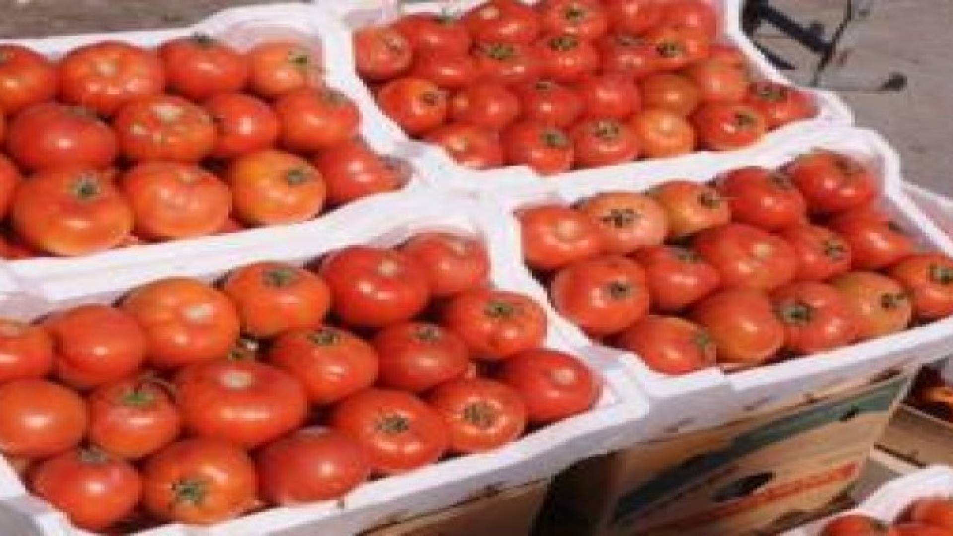 تحسن ملموس على أسعار البندورة