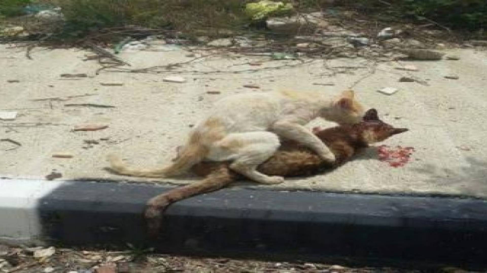 بالصور: قطة تسعف قطة تعرضت للدهس