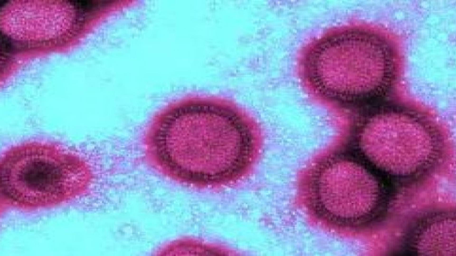 H1N1 قصة وقصيصة