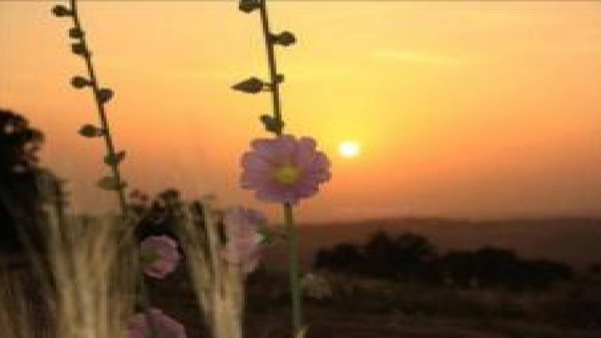 استقرار الأجواء و ارتفاع درجات الحراره و تحولها لربيعيه دافئه