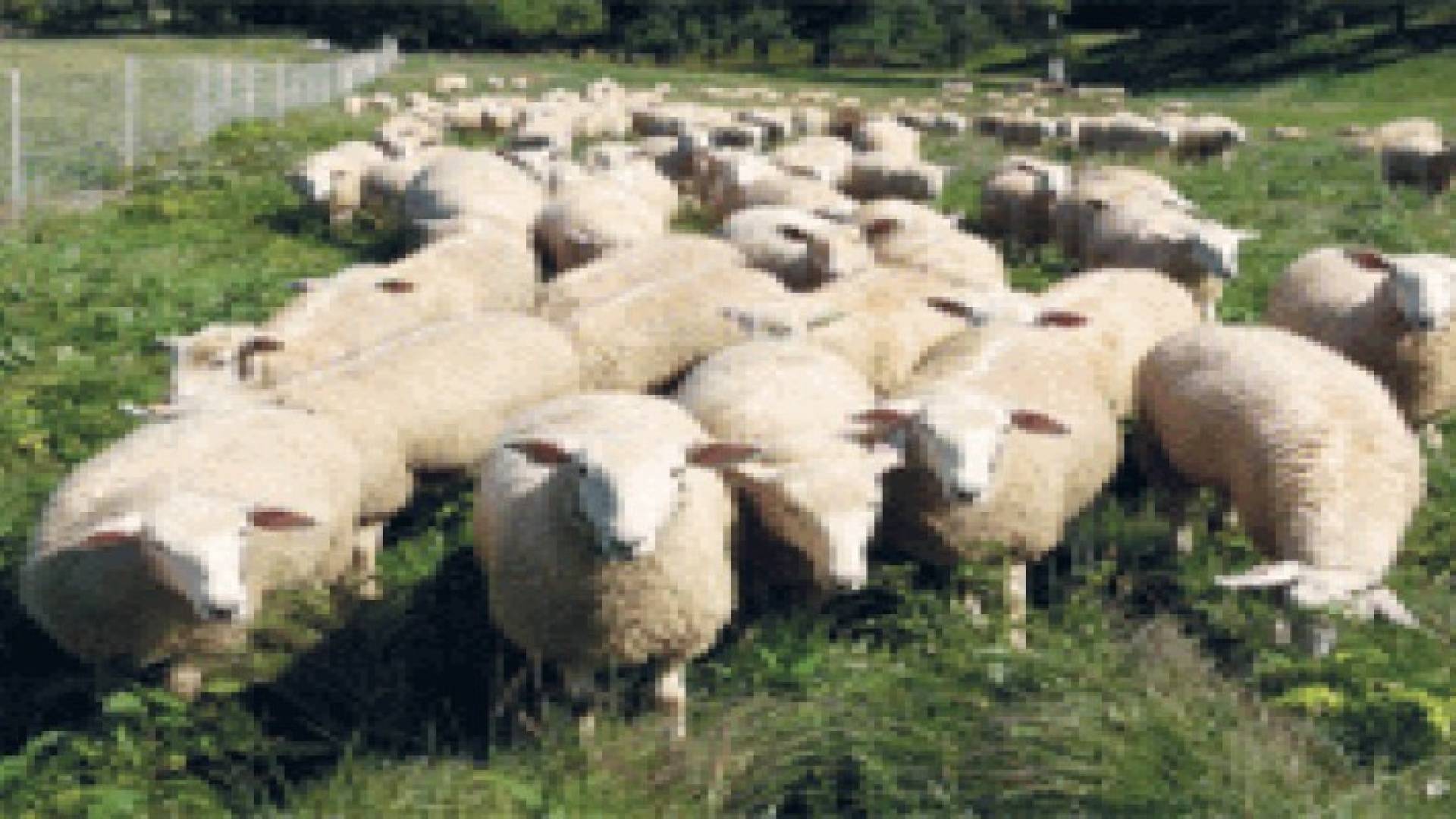 رفع الحظر عن استيراد الاغنام الحية من رومانيا