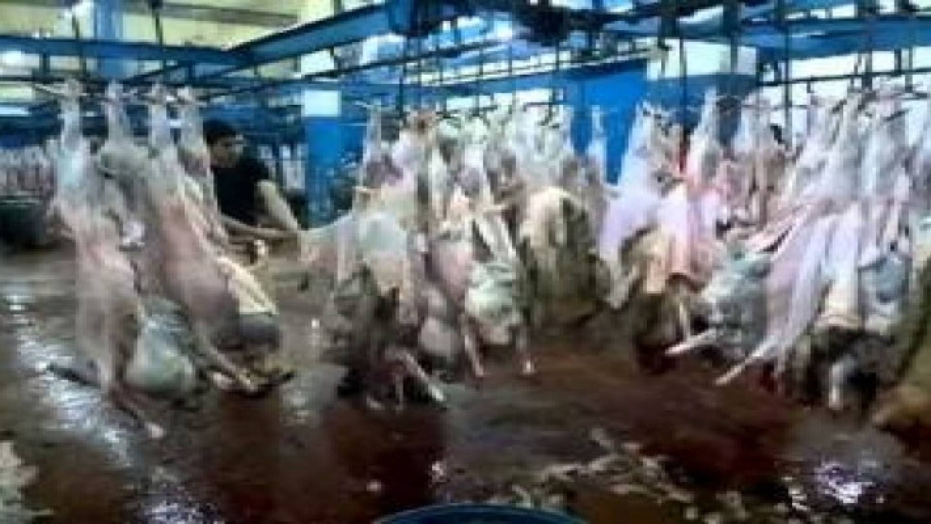 الامانة تطرح عطاء مشروع مسلخ عمان الجديد في الماضونة