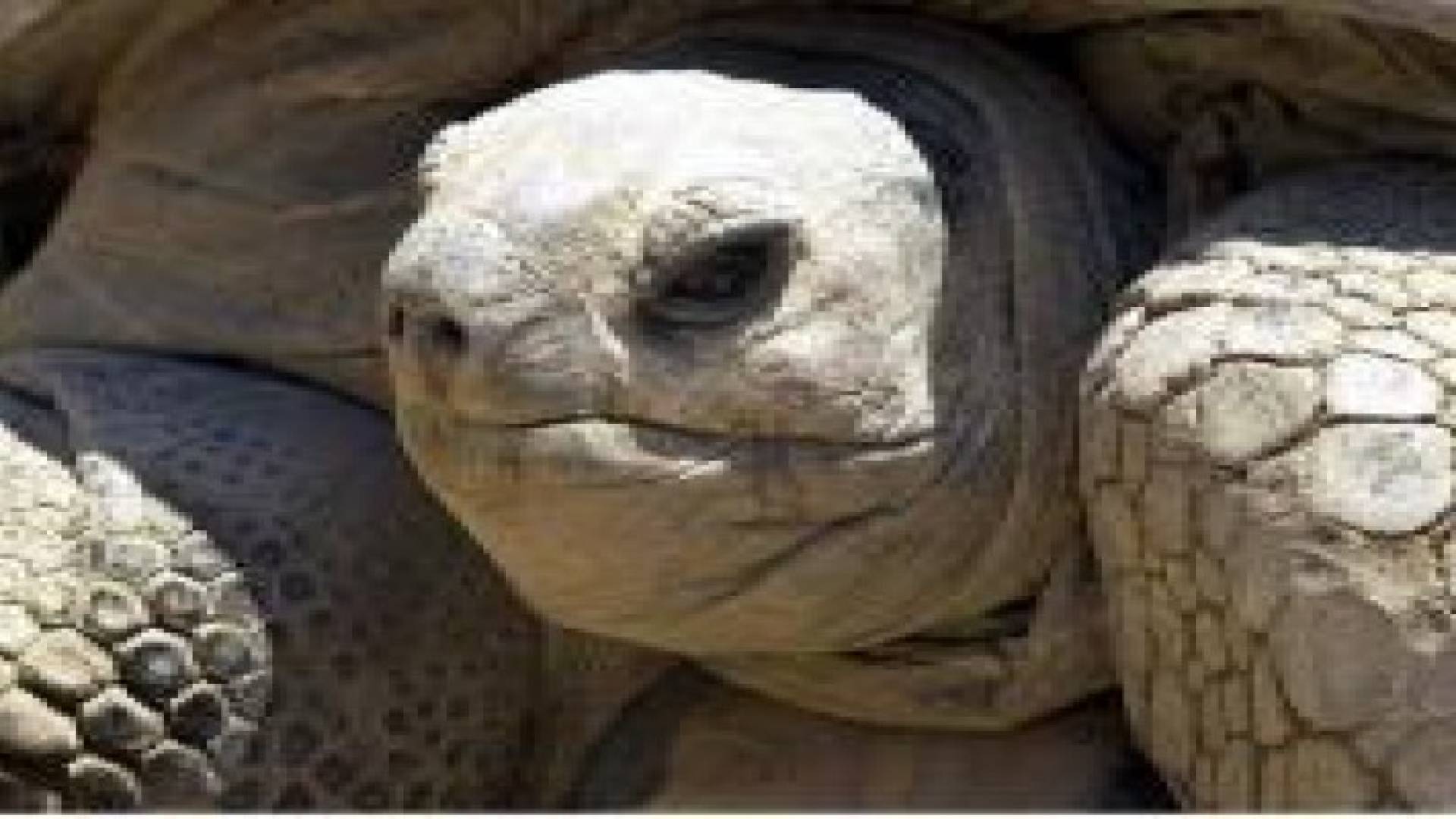 وفاة "سلحفاة الملك فاروق" ثاني أكبر حيوان على وجه الأرض في مصر