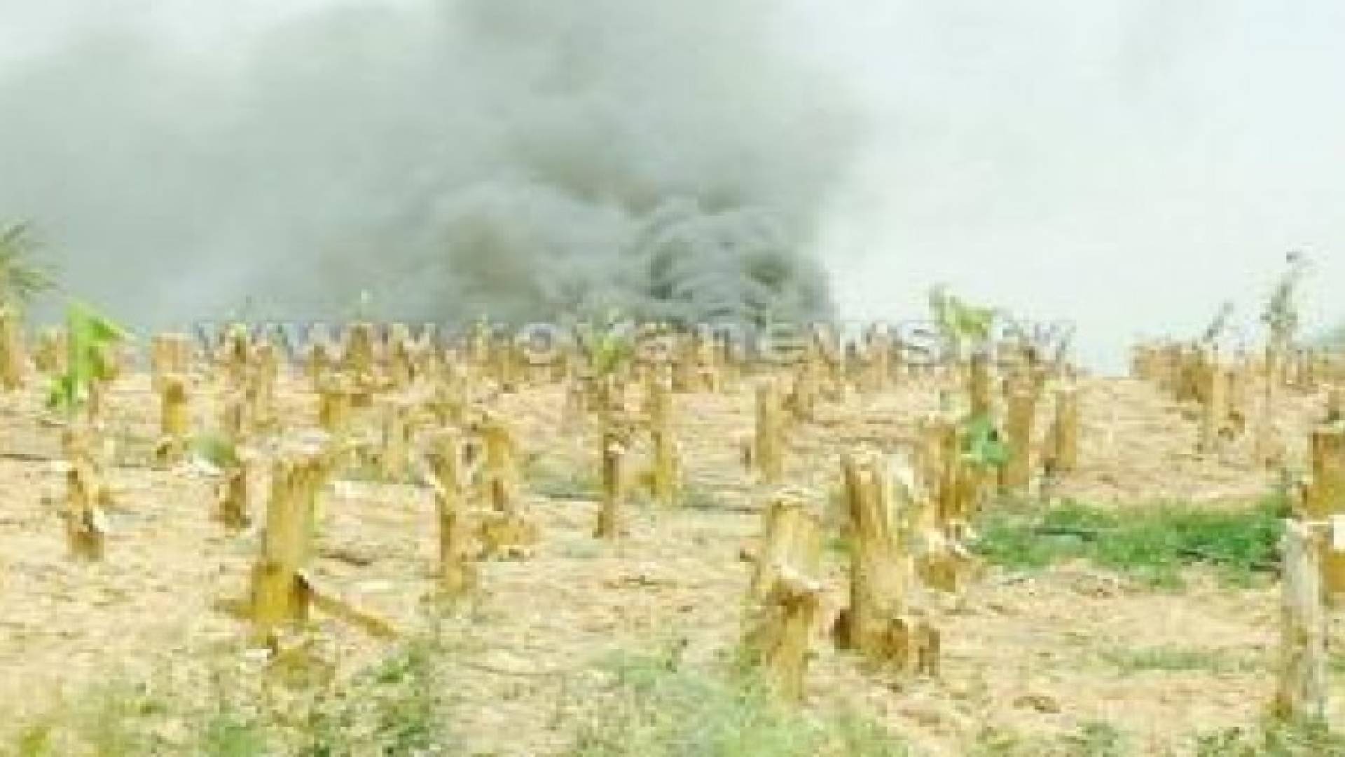 حريق في احدى مزارع الموز في الأغوار الجنوبية .. صور