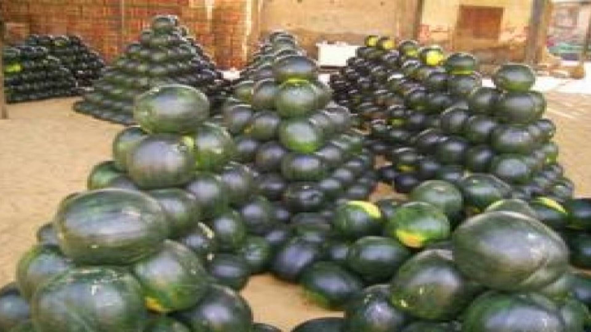 تضارب الأنباء حول انتشار "بطيخ مهرمن" في الاسواق