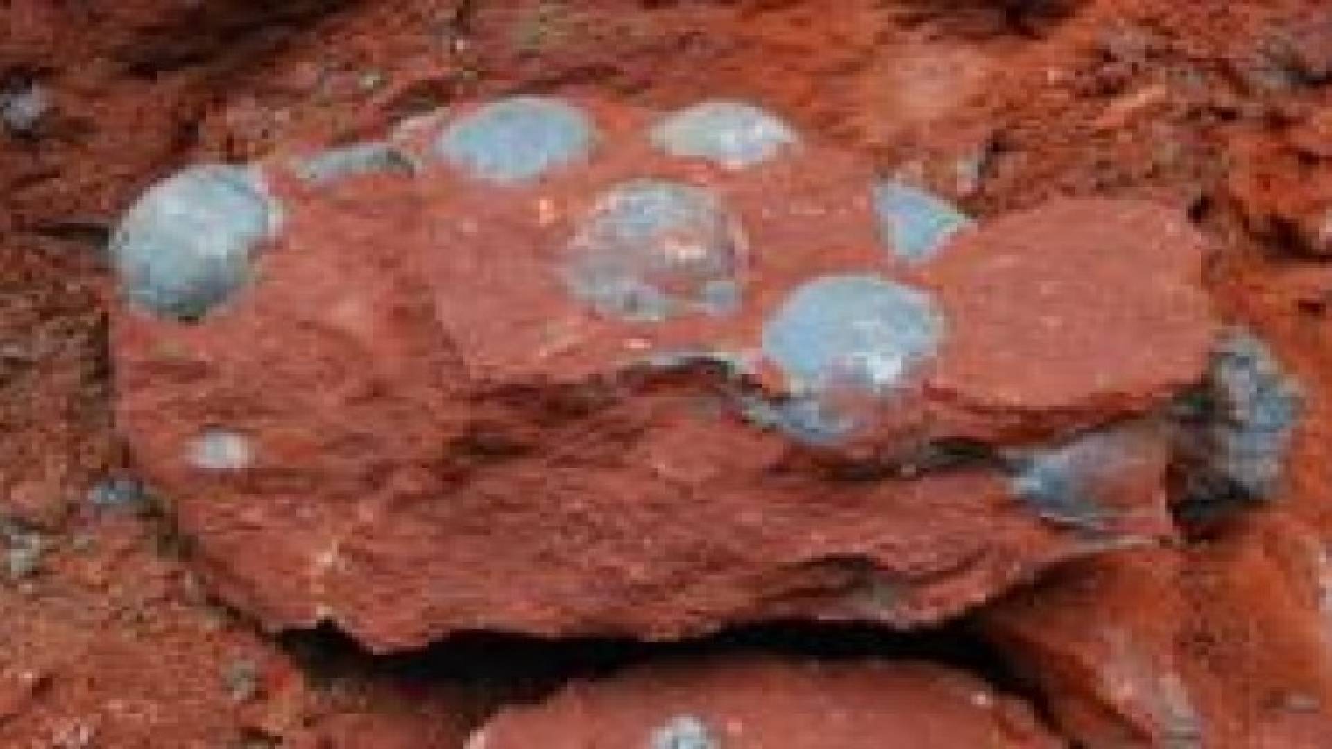 الصين...العثور على بيوض ديناصور عمرها 90 مليون سنة