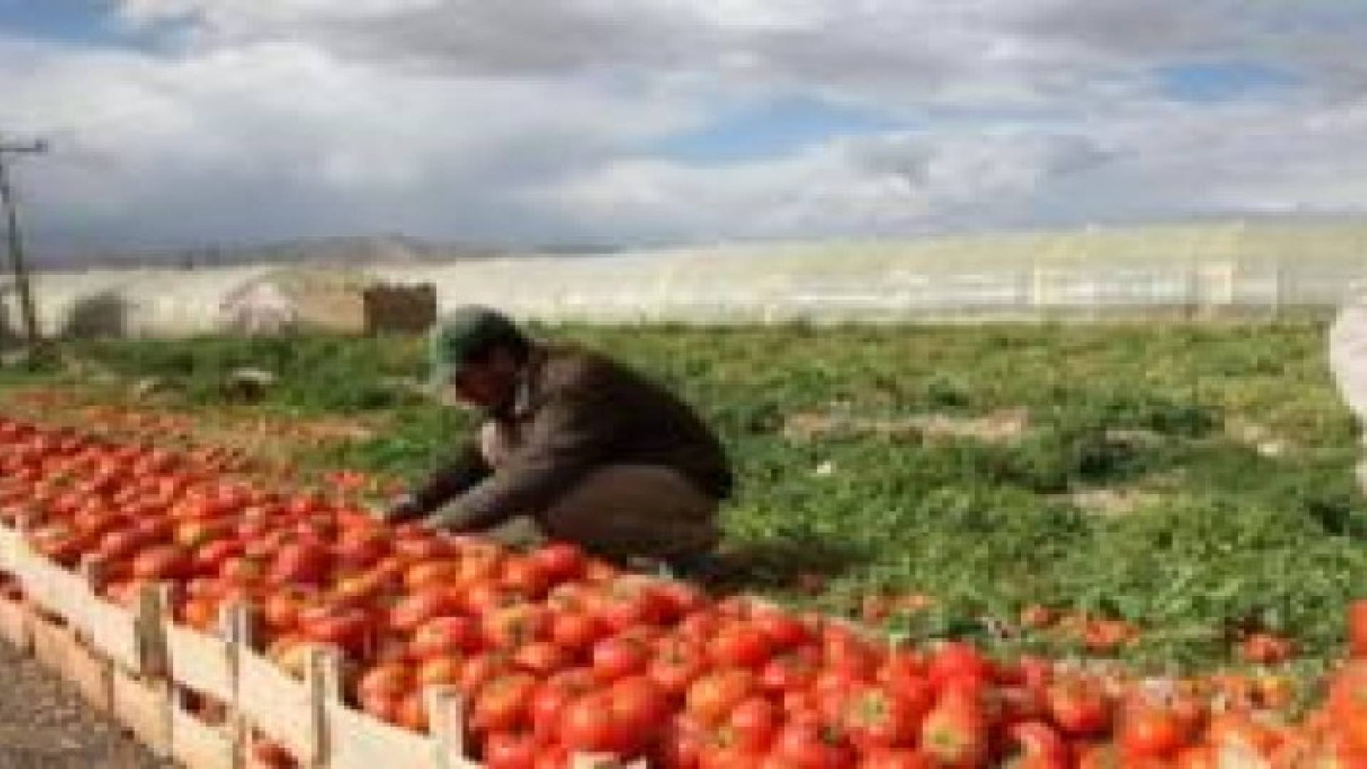 "الخدام" يثمن قرار مجلس النواب في اقرار صندوق المخاطر الزراعية