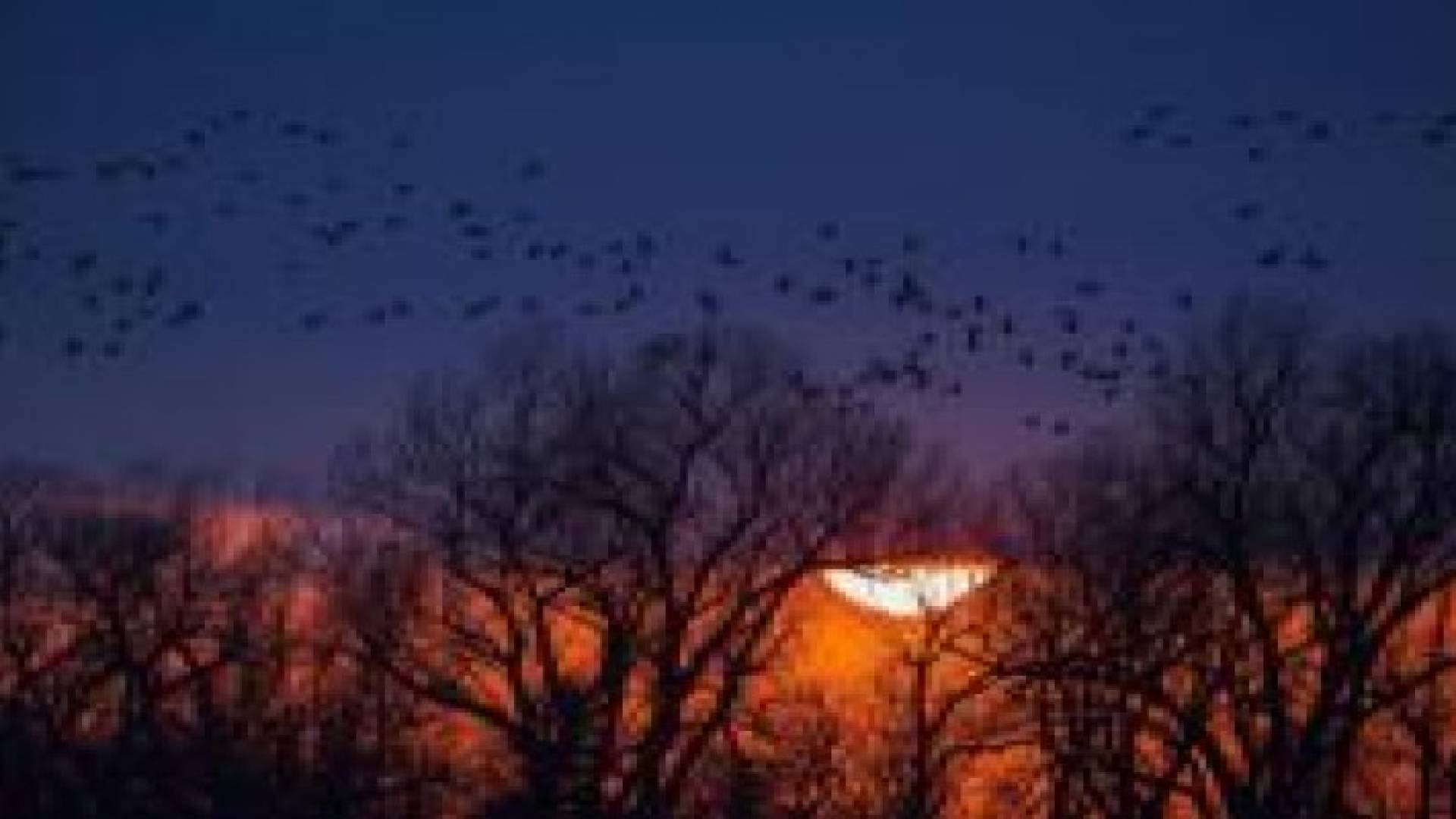 نيويورك تطفئ الأنوار لمساعدة الطيور المهاجرة