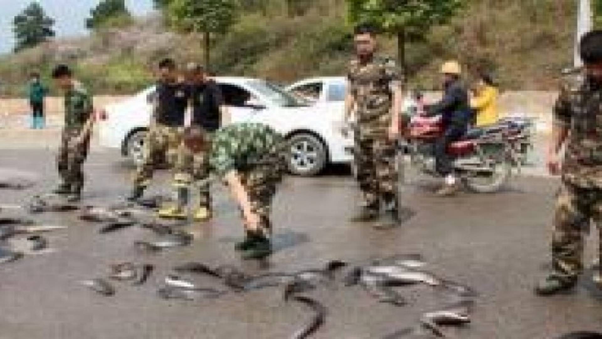 بالفيديو والصور :السماء تمطر سمكا في سريلانكا