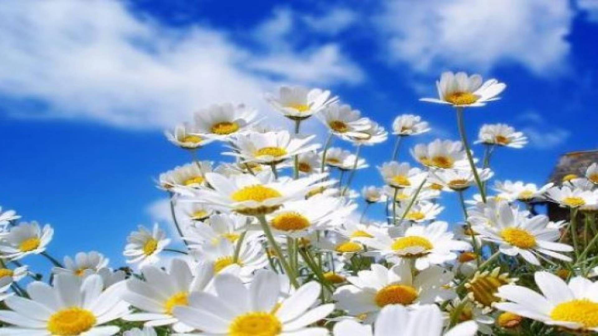 أجواء ربيعية معتدلة تؤثر على المملكة