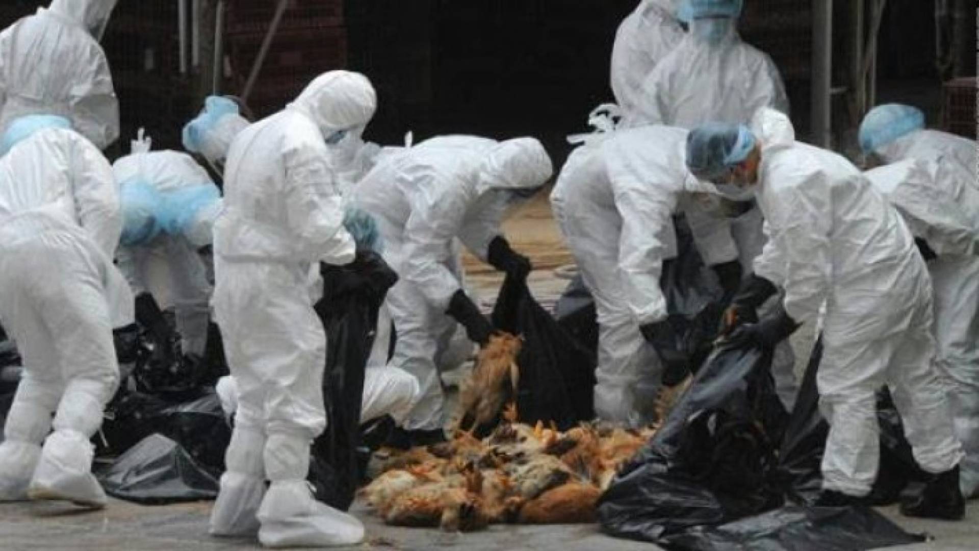 اعلان حالة الطوارئ بولاية أيوا الاميركية بسبب إنفلونزا الطيور