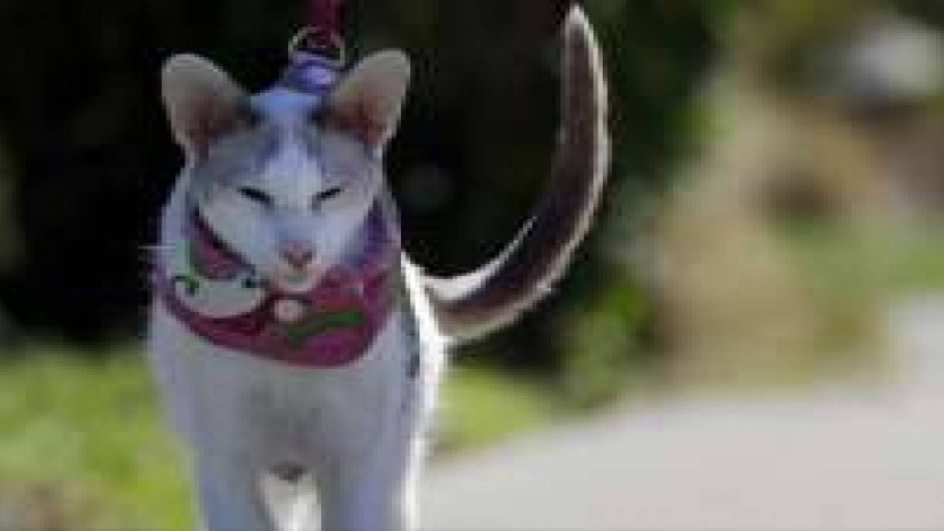 هل تسبب القطط عقما للنساء؟