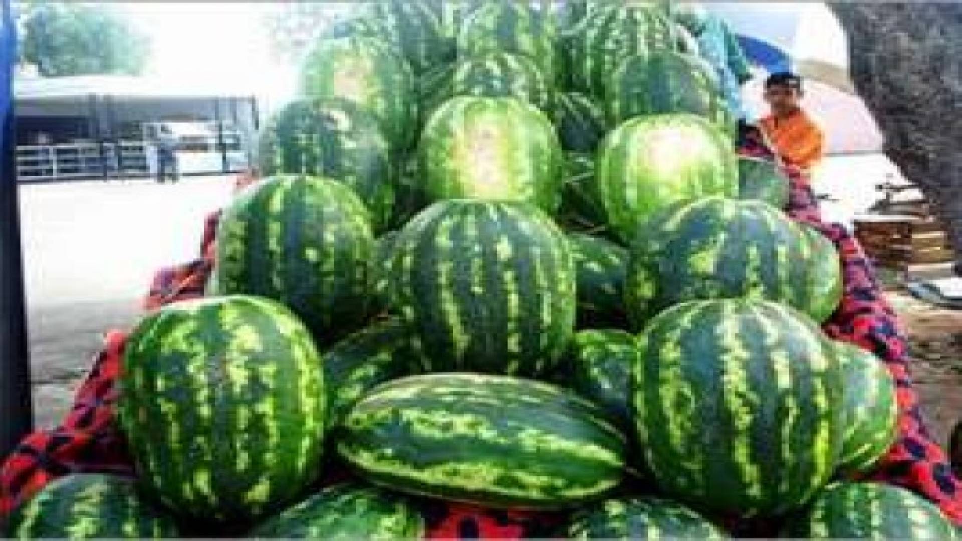 الامانة توافق على 120 طلب لمعرشات البطيخ وتمنح تصاريح لـ87 منها