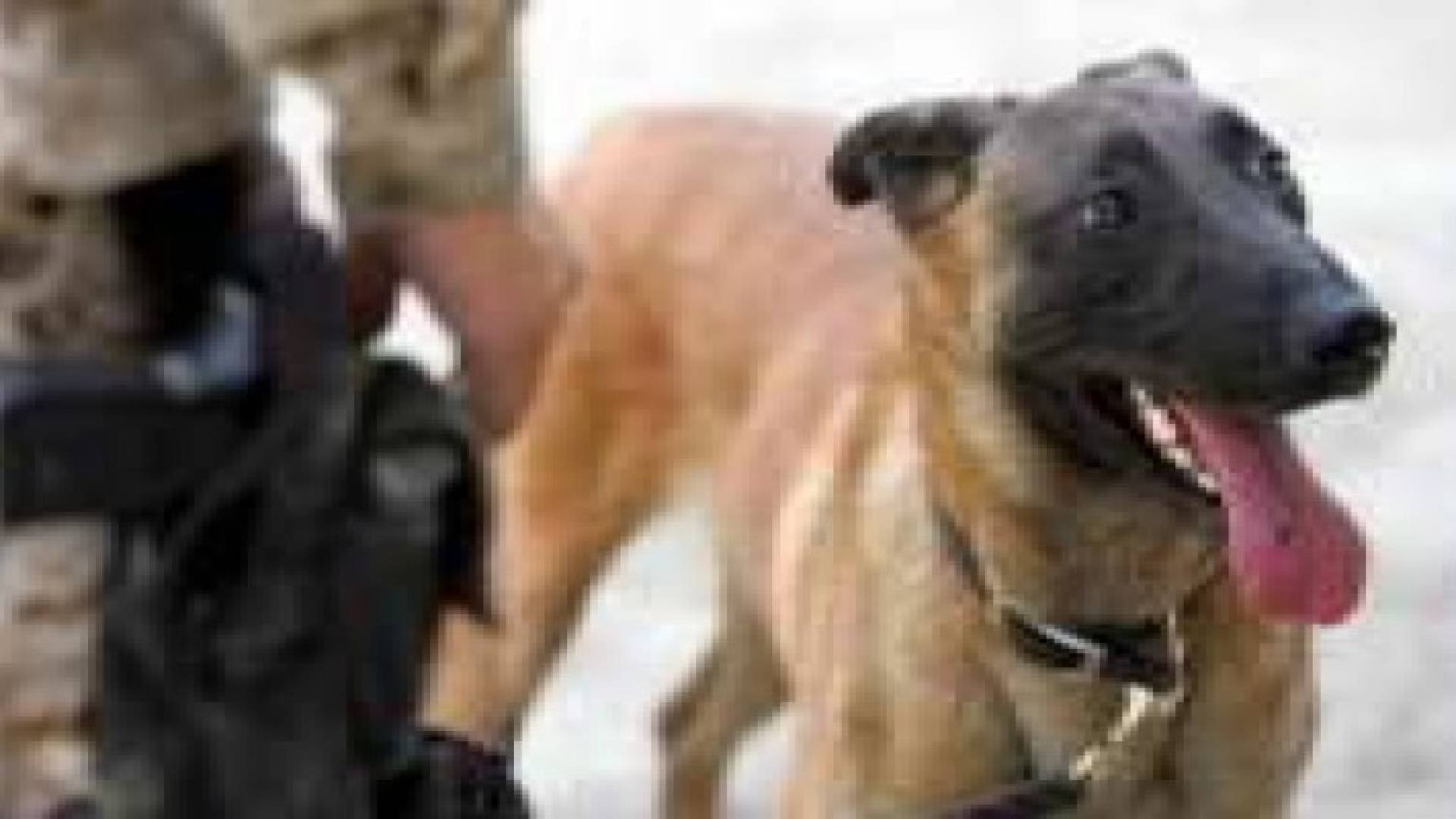 كلب يبتلع 23 رصاصة ويجري جراحة