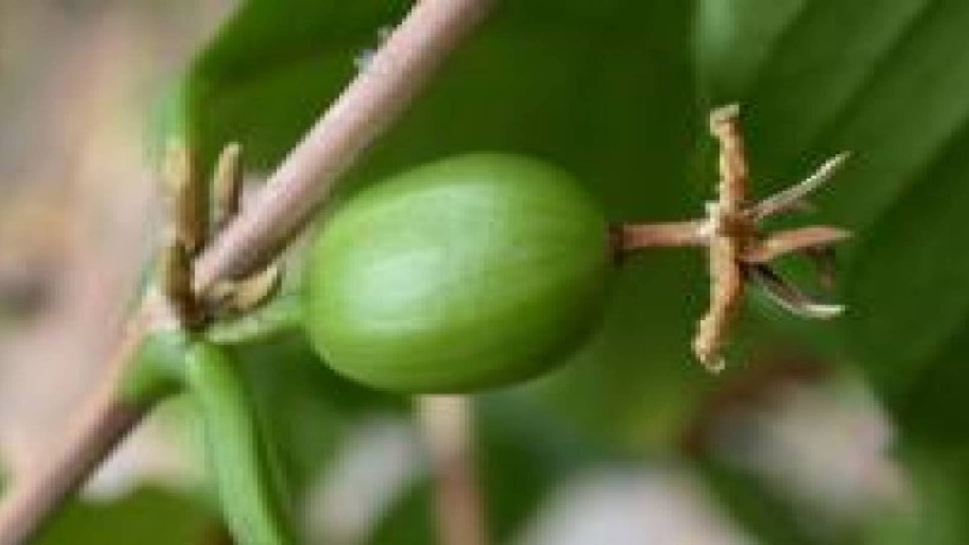 القهوة الخضراء.. سهلة التحضير وبطعم الفاصوليا