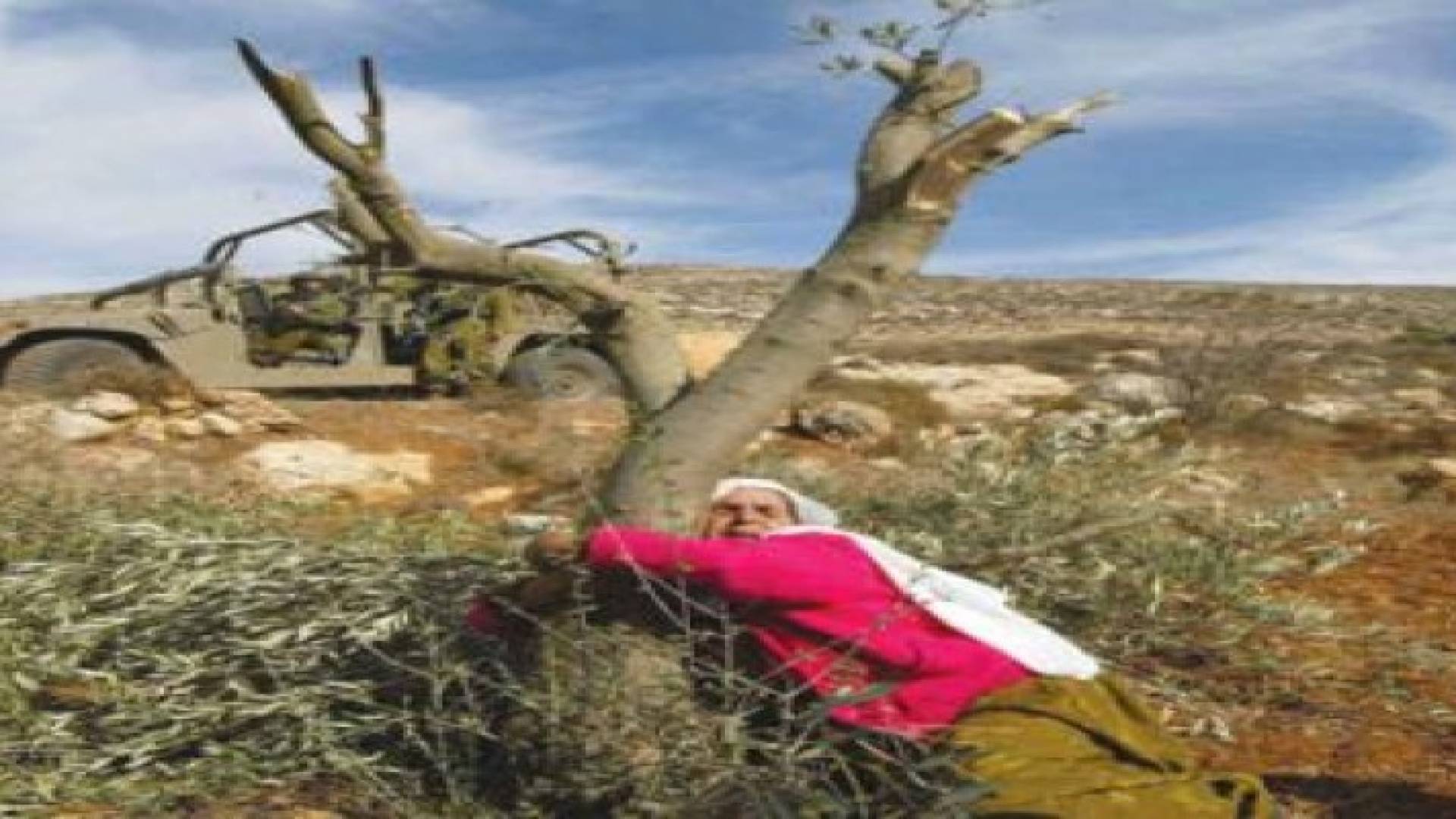مستوطنون يقتلعون 800 شجرة زيتون شرق الخليل