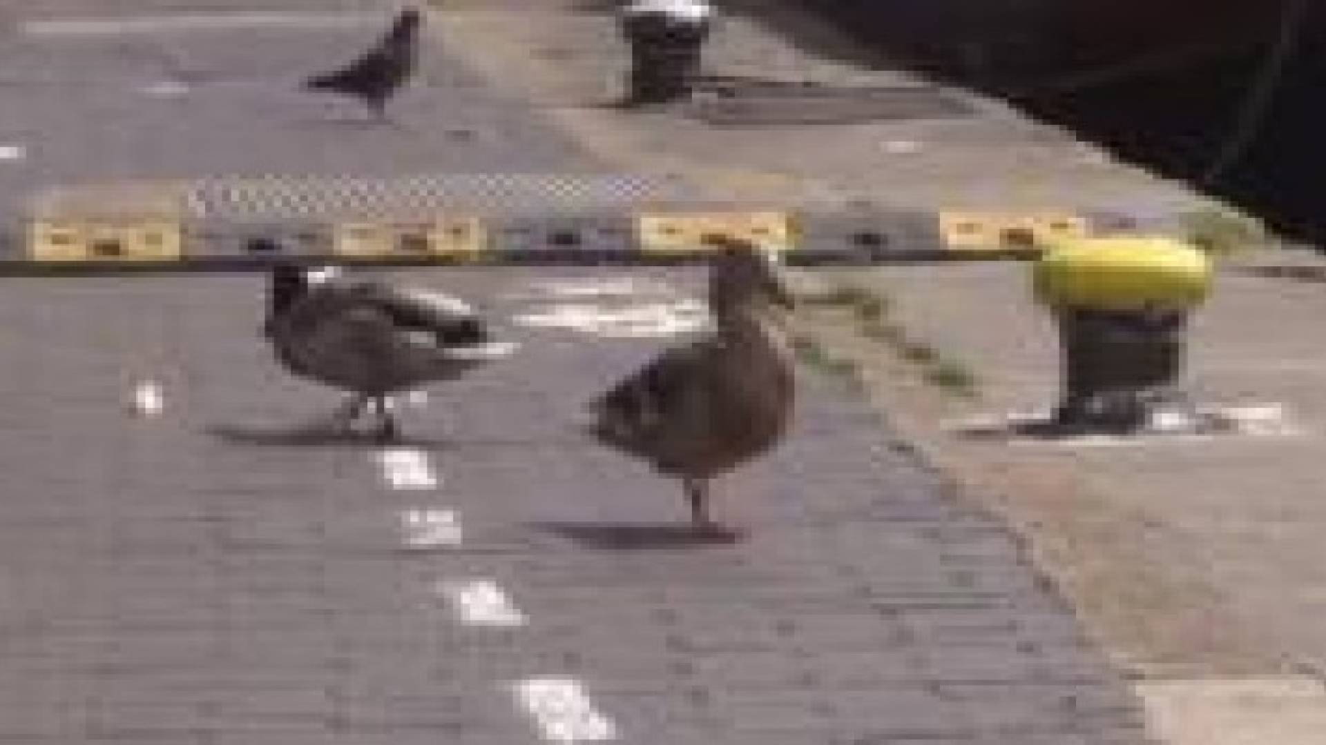 ممر خاص لسير البط في لندن.. فيديو