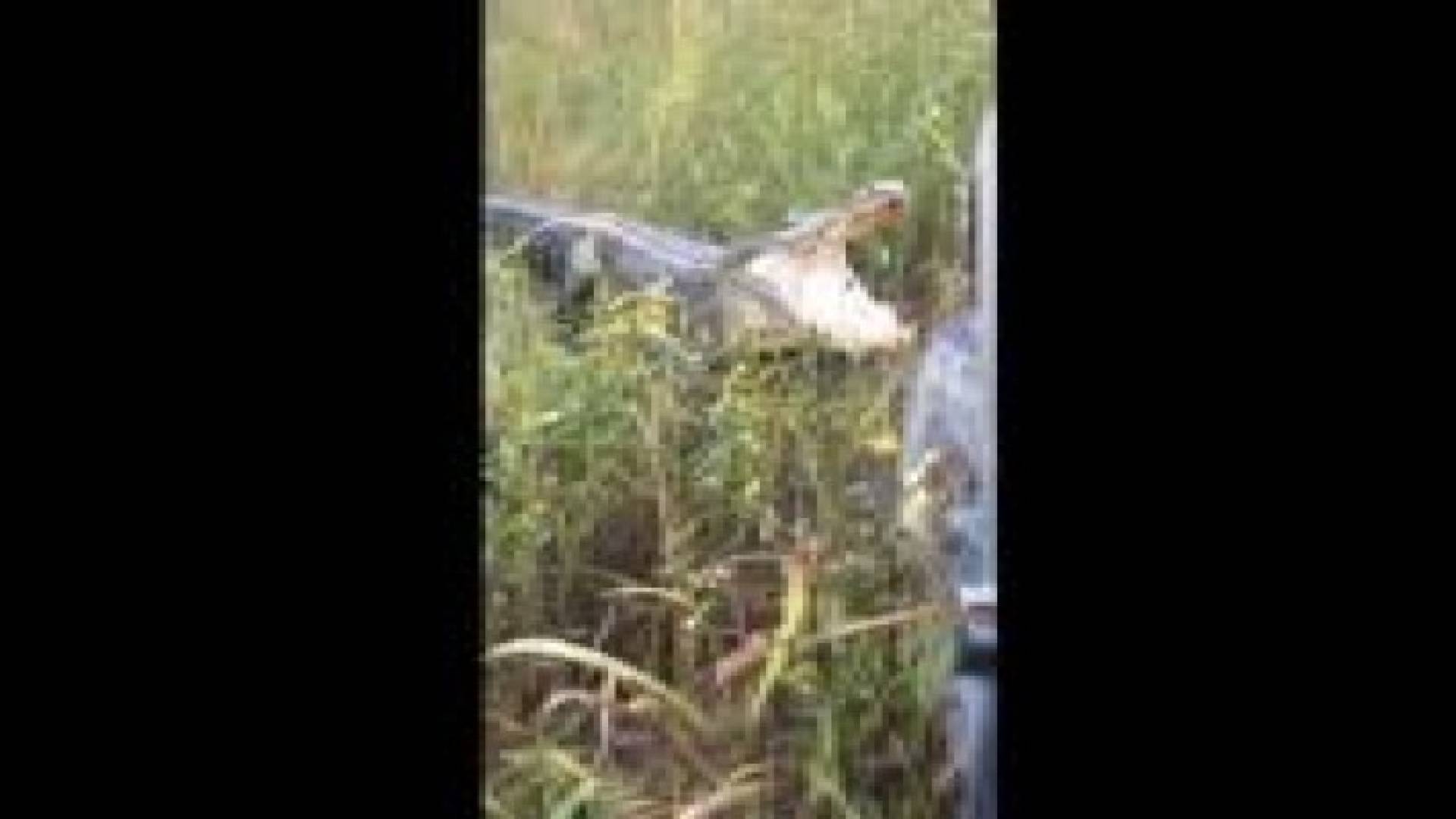 بالفيديو.. مواجهة غريبة بين تمساح وشاحنة