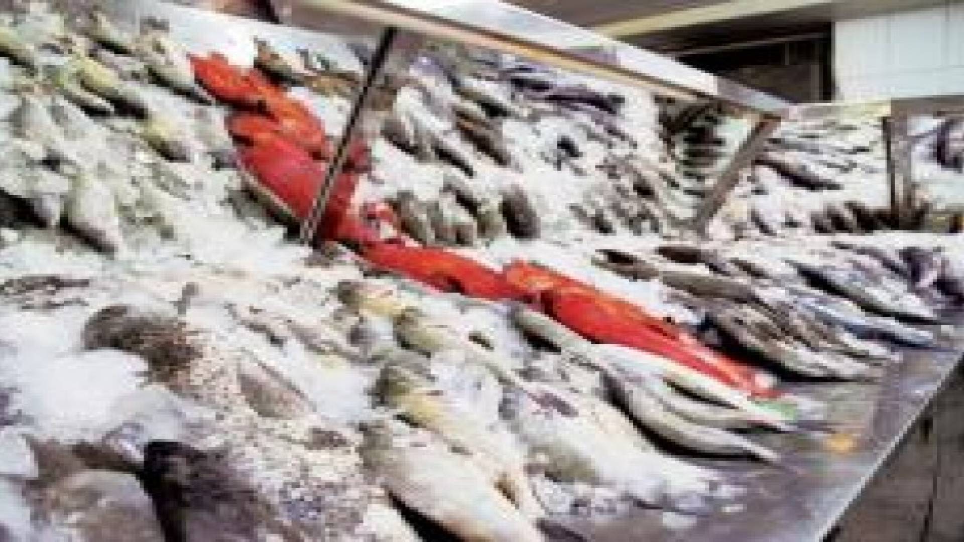 الاستهلاكية المدنية تؤكد سلامة وصلاحية السمك في اسواقها