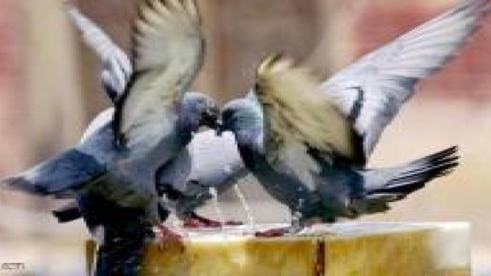 اعتقال "حمامة" لأنها "جاسوسة باكستانية"