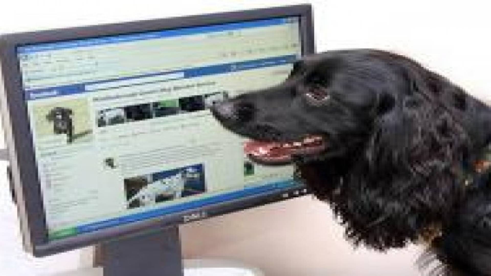 إطلاق فيسبوك للكلاب