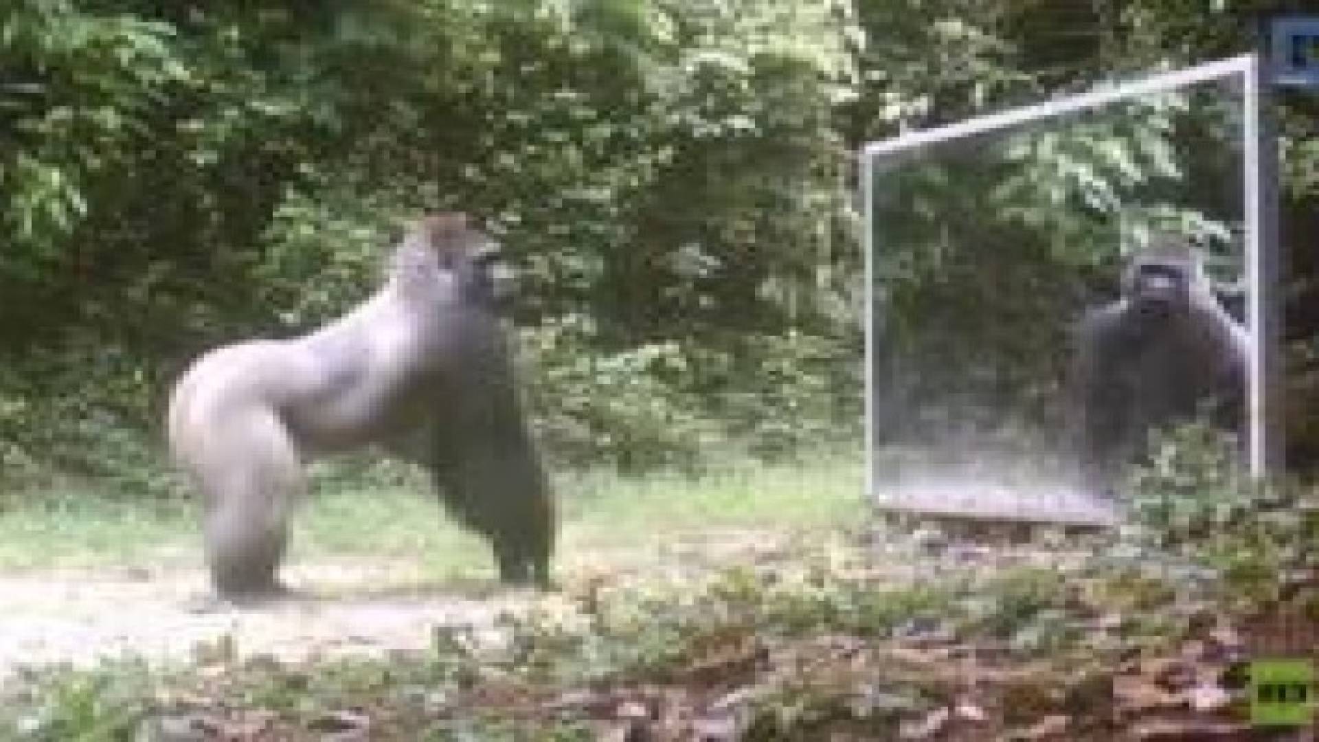 تصرف الحيوانات عند رؤيتها نفسها في المرآة.. فيديو