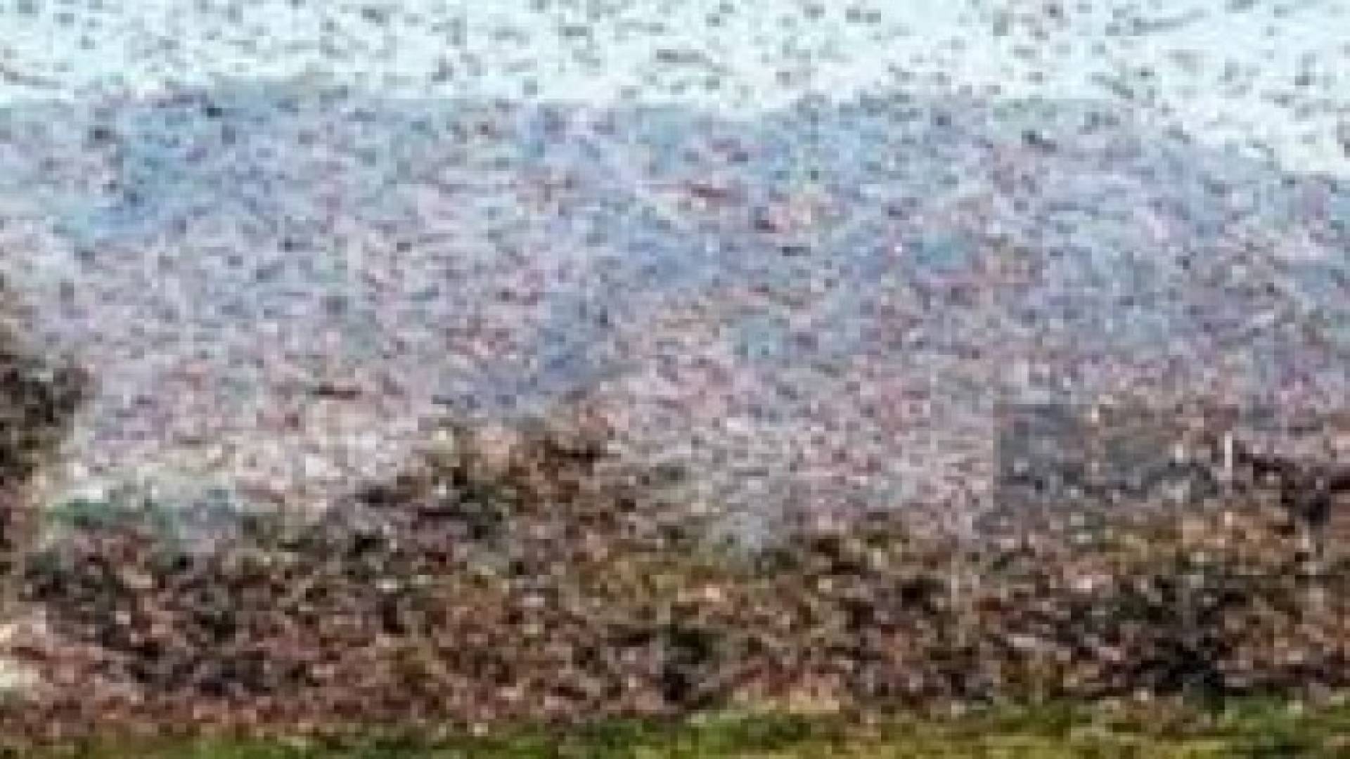 أسراب النحل تخرج قاطني بناية سكنية فى السويد من شققهم