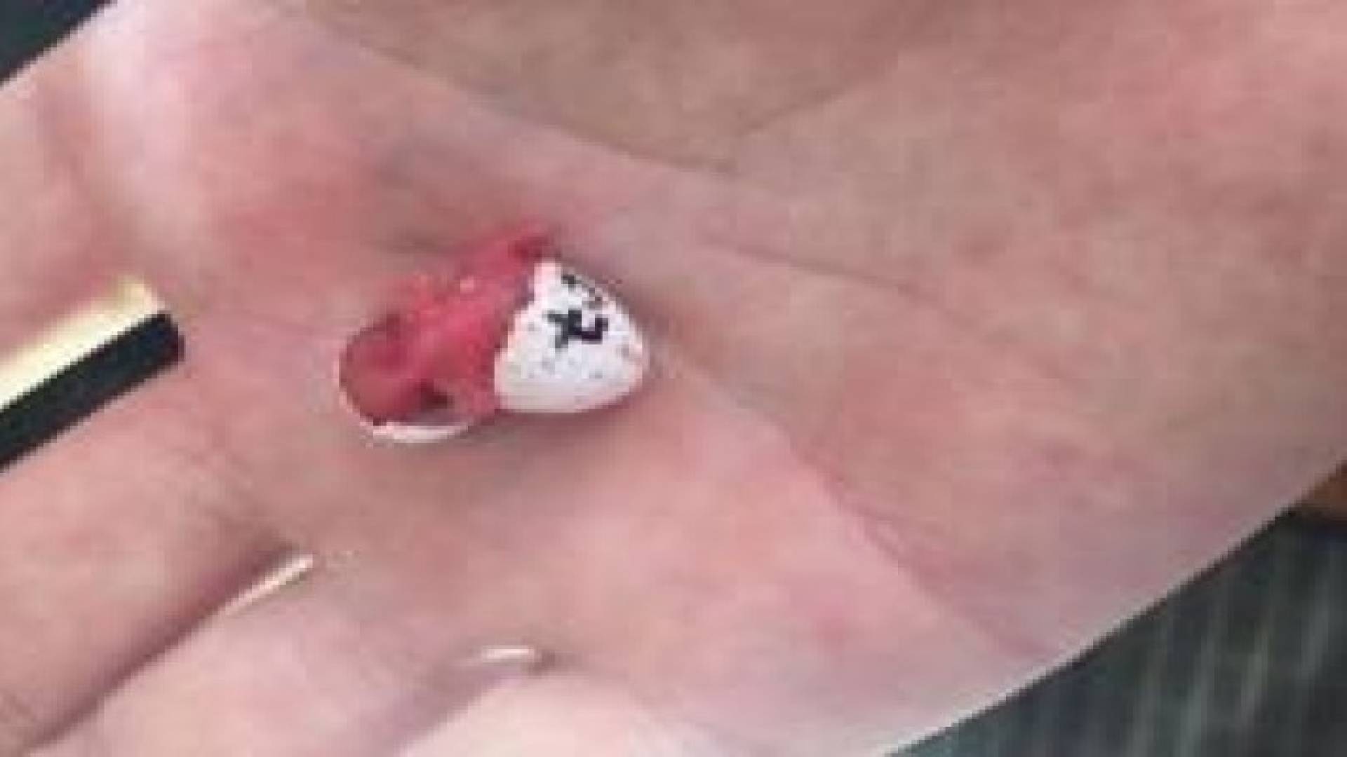 لحظة تفقيس فرخ عصفور القرقف .. فيديو