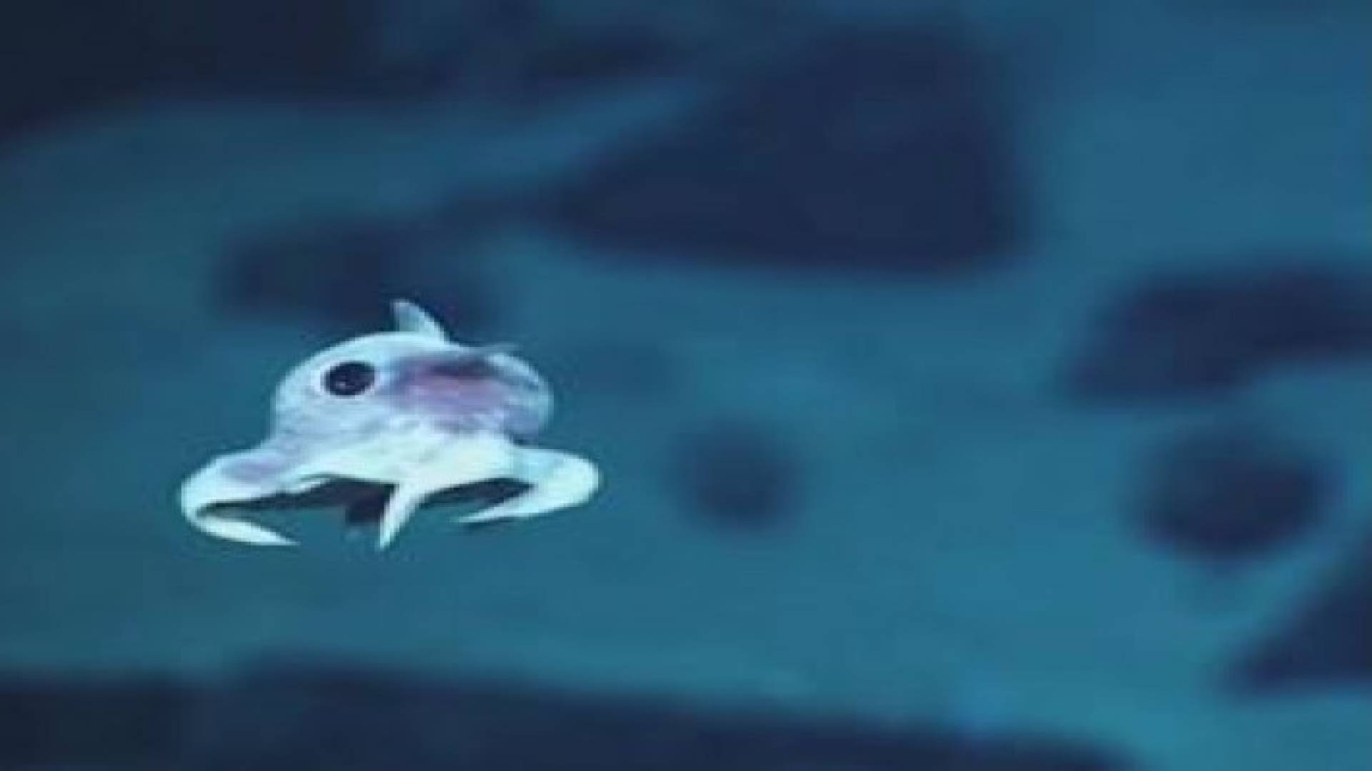 بالفيديو.. الكاميرا تلتقط مخلوقا غريبا داخل المحيط الأطلسي