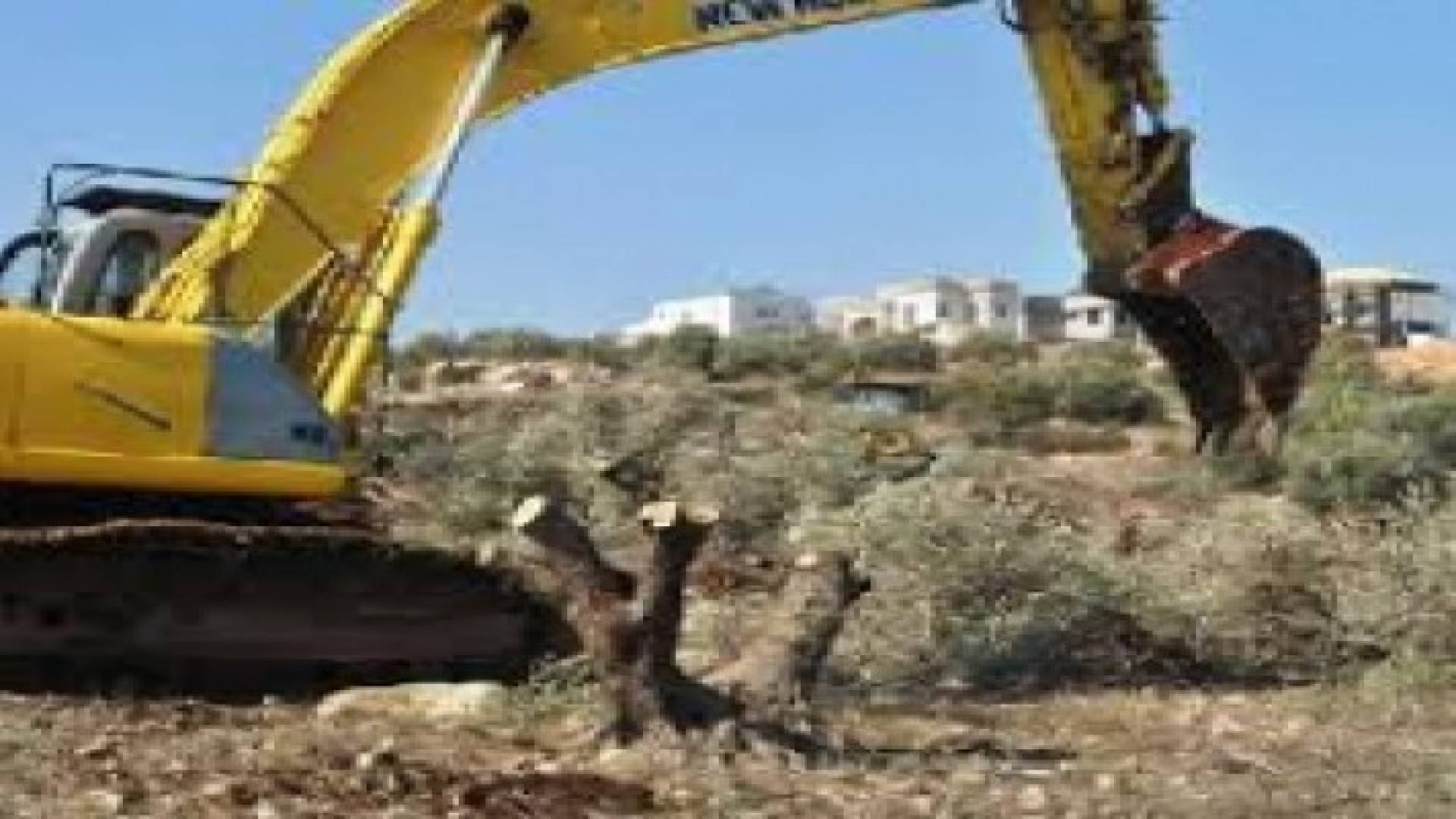 الاحتلال الاسرائيلي يقتلع مئات اشجار الزيتون غرب بيت لحم