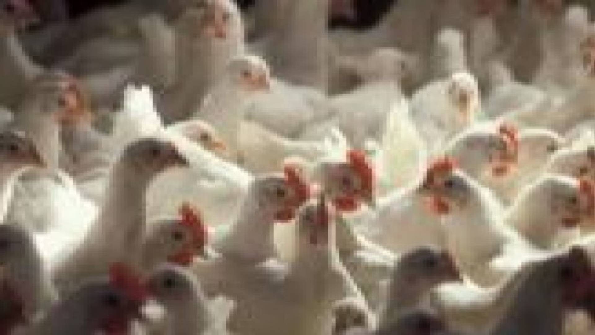استقرار اسعار الدواجن في رمضان